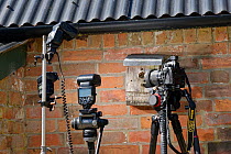 Remote camera linked to multiple flash guns to get high speed shots of Tree bumblebees (Bombus hypnorum) coming and going from a bird nest box on a house wall, Wiltshire, UK. June.