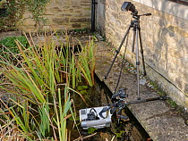 Remote camera in floating camera tank linked to flash guns to photograph breeding frogs in a garden pond, Wiltshire, UK. February. Property released.