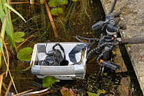 Remote camera in floating camera tank set up to photograph breeding frogs in a garden pond, Wiltshire, UK. February. Property released.