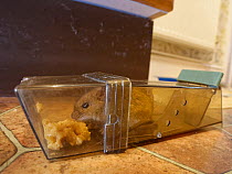 Long-tailed field mouse / Wood mouse (Apodemus sylvaticus) caught in a humane trap in a kitchen, sniffing peanut butter bait, Wiltshire, UK. January.