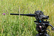 Macro probe lens set up on a remote camera to photograph butterflies visiting flowers in a meadow, Wiltshire, UK. August.