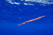 Pacific trumpetfish (Aulostomus chinensis) juvenile swimming near the water surface in the open ocean, Tubuai, French Polynesia, Pacific Ocean.