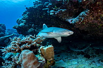 Whitetip reef shark (Triaenodon obesus) leaving a coral cavern as another hides within, Tubuai, French Polynesia, Pacific Ocean.
