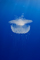 Crown jellyfish (Cephea cephea) floating near surface, Moorea, French Polynesia, Pacific Ocean.