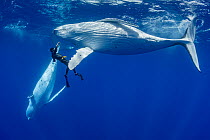 Humpback whale (Megaptera novaeangliae) swimming above freediver as another dives behind them, Tubuai, French Polynesia, Pacific Ocean.