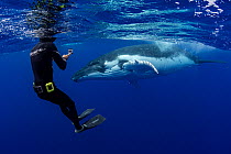 Humpback whale (Megaptera novaeangliae) swimming next to snorkeler, Tubuai, French Polynesia, Pacific Ocean.