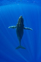 Humpback whale (Megaptera novaeangliae) ascending towards surface, Tubuai, French Polynesia, Pacific Ocean.