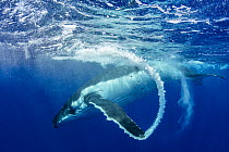 Humpback whale (Megaptera novaeangliae) creating bubble arc with fin after surfacing, Tubuai, French Polynesia, Pacific Ocean.