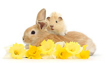 Sandy rabbit and Guinea pig with daffodils, portrait..