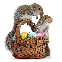 Two Grey squirrels (Sciurus carolinensis) infants, climbing on wicker basket full of Easter eggs.