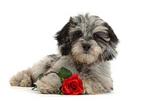 Black-and-grey Daxie-doodle puppy, with a red rose, portrait.