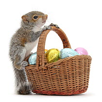 Grey squirrel (Sciurus carolinensis) infant, climbing on wicker basket full of Easter eggs.