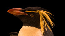 A close up of a Northern rockhopper penguin's (Eudyptes moseleyi) head looking around. Calgary Zoo, Canada. Captive. Endangered.
