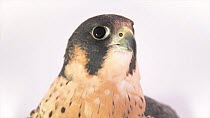 A close up of a Peregrine falcon's (Falco peregrinus anatum) head. The animal looks around and then repeatedly opens and closes its beak. Raptor Conservation Alliance, Elmwood, Nebraska, USA. Controll...