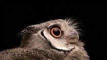 A close up of a Southern white-faced scops owl (Ptilopsis granti) head. The animal looks around. Houston Zoo, Houston, Texas, USA. Captive.