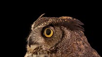 A close up of a Great horned owl's (Bubo virginianus) head looking around. Lindsay Wildlife Experience, Walnut Creek, California. Captive.