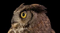 A close up of a Great horned owl's (Bubo virginianus) head. The animal looks around. Lindsay Wildlife Experience, Walnut Creek, California. Captive.