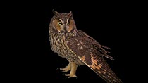 East- American long-eared owl (Asio otus wilsonianus) standing and looking around. One of its wings is stretched out. Raptor Conservation Alliance, Elmwood, Nebraska, USA. Controlled Conditions.