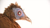 A close up of a Bulwer?s pheasant's (Lophura bulweri) head. The animal repeatedly blinks and then looks at the camera. This animal is the last known female in captivity. Al Bustan Zoological Centre, S...