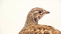 Sharptailed grouse (Tympanuchus phasianellus campestris) female looking around, Private collection, Minnesota, USA. Captive.