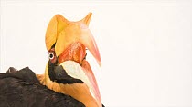A close up of a Great hornbill's (Buceros bicornis) head. The animal looks around with its beak open. Al Bustan Zoological Centre, Sharjah, UAE. Captive.