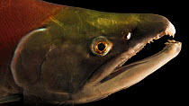 A close up of a male Snake River sockeye salmon's (Oncorhynchus nerka) head showing breathing. The animal is in spawning colors. Eagle Fish Hatchery, Idaho, USA. Captive.