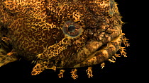 A close up of an Oyster toadfish's (Opsanus tau) head showing breathing. Loveland Living Planet Aquarium, Utah, USA. Captive.