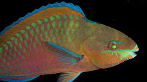 Quoy?s Parrotfish (Scarus quoyi) looking around and showing breathing, Omaha?s Henry Doorly Zoo and Aquarium, Nebraska, USA. Captive.