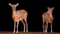 Armenian mouflon (Ovis orientalis) pair standing and looking around, Management of Nature Conservation, Abu Dhabi, UAE. Captive.
