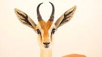 Arabian mountain gazelle (Gazella gazella cora) head-shot. Animal looks around. Dubai Safari Park, UAE, Captive.