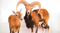 Esfahan mouflon (Ovis orientalis isphahanica) pair standing and looking around, Management of Nature Conservation, Abu Dhabi, UAE. Captive.