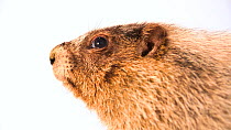 A close up of a Yellow-bellied marmot (Marmota flaviventris) juvenile male's head looking at the camera. The animal blinks. Calgary Wildlife, Canada. Captive.