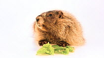 Yellow-bellied marmot (Marmota flaviventris) juvenile male looking and eating, Calgary Wildlife, Canada. Captive.