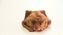 Egyptian fruit bat (Rousettus aegyptiacus) lying down and looking at the camera, Omaha?s Henry Doorly Zoo and Aquarium, Nebraska, USA. Captive.