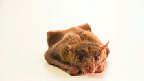 Egyptian fruit bat (Rousettus aegyptiacus) lying down and looking at the camera. The animal blinks. Omaha?s Henry Doorly Zoo and Aquarium, Nebraska, USA. Captive.