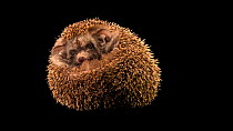 Brandt's hedgehog (Paraechinus hypomelas) curled up in a ball. Then the animal opens up out of its ball and reveals its face. Al Bustan Zoological Centre, Sharjah, United Arab Emirates. Captive.