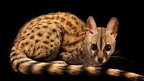Dongola small-spotted genet (Genetta genetta dongolana) lying down and looking at the camera. Its ears move as it listens. Arabia?s Wildlife Centre, Sharjah, United Arab Emirates. Captive.