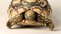 Leopard tortoise (Stigmochelys pardalis) coming out of its shell and then standing up, Lincoln Children's Zoo, Nebraska. Captive.