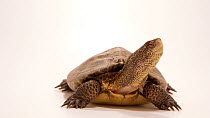 Southwestern pond turtle (Actinemys pallida) coming out of its shell and extending its neck. The animal looks around. Lindsay Wildlife Experience, Walnut Creek, California. Captive.