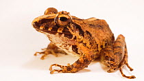 Common rain frog (Craugastor fitzingeri) seated, breathing, Tapir Valley Nature Reserve, Bijagua, Costa Rica. Controlled conditions.