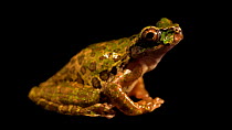 Starrett's frog (Isthmohyla tica) profile. The animal seated, breathing. The animal then closes its eye, showing its nictitating membrane. La Libia, Costa Rica. Critically Endangered. Controlled condi...