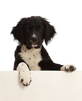 Black-and-white Sprocker (Cocker x Springer) spaniel puppy, aged 12 weeks, standing on hind legs, resting paws, portrait.
