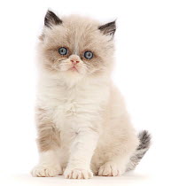 Persian-cross kitten, aged 6 weeks, sitting, portrait.