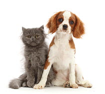 Blue Persian kitten, aged 4 months, with Cavalier King Charles spaniel puppy, sitting side by side, portrait.