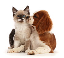 Cavalier King Charles spaniel puppy lying next to Ragdoll-cross kitten sniffing its face, portrait.