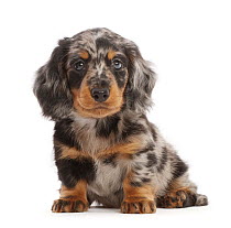 Long-haired dapple Dachshund puppy, aged 7 weeks, sitting, portrait.
