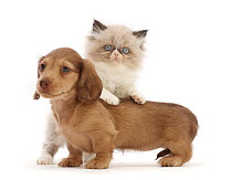 Dachshund puppy with Persian-cross kitten leaning across its back, portrait.