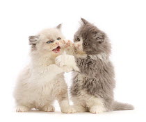Two Persian cross kittens, play-fighting, portrait.