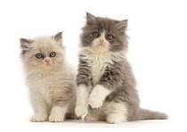 Two Persian cross kittens sitting side by side, portrait.