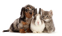 Dapple Dachshund puppy with Netherland dwarf rabbit and grey Tabby kitten sitting side by side, portrait.